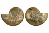 Cut & Polished, Agatized Ammonite Fossil - Madagascar #308141-1